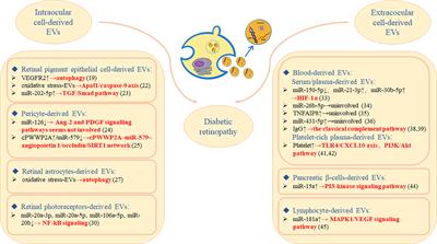 Extracellular vesicles derived from different sources play various roles in diabetic retinopathy